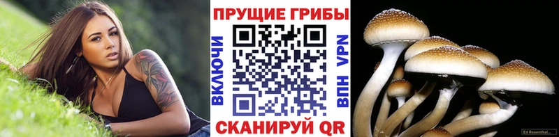 Галлюциногенные грибы Psilocybine cubensis  Терек 
